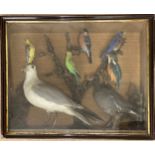 A cased taxidermy study of birds to include Gull, Kingfisher, Chaffinch, Budgerigar, Yellowhammer,