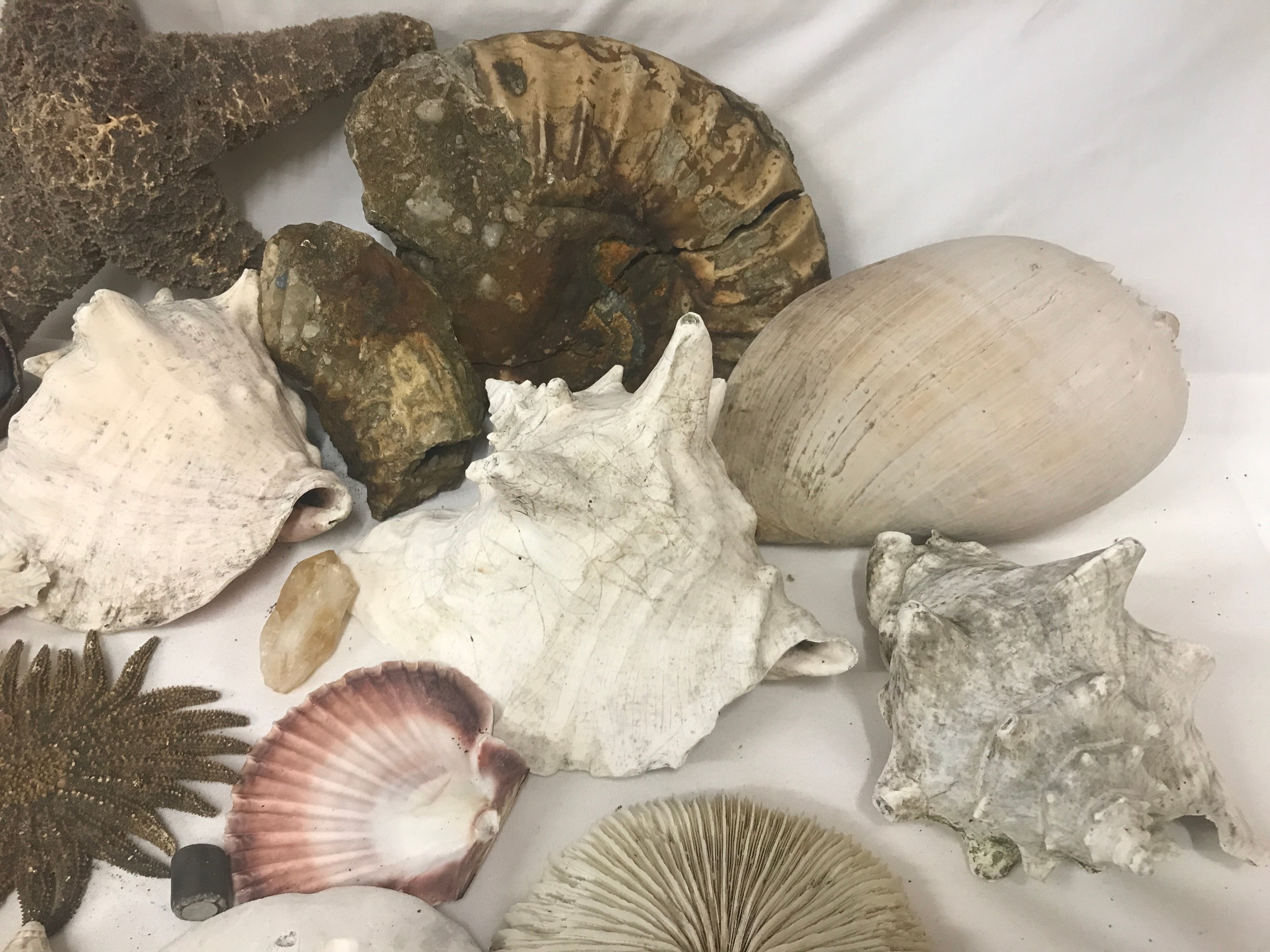 A quantity of fossils, ammonites, seashells, quartz, star fishes etc. No trilobite included. - Image 2 of 6