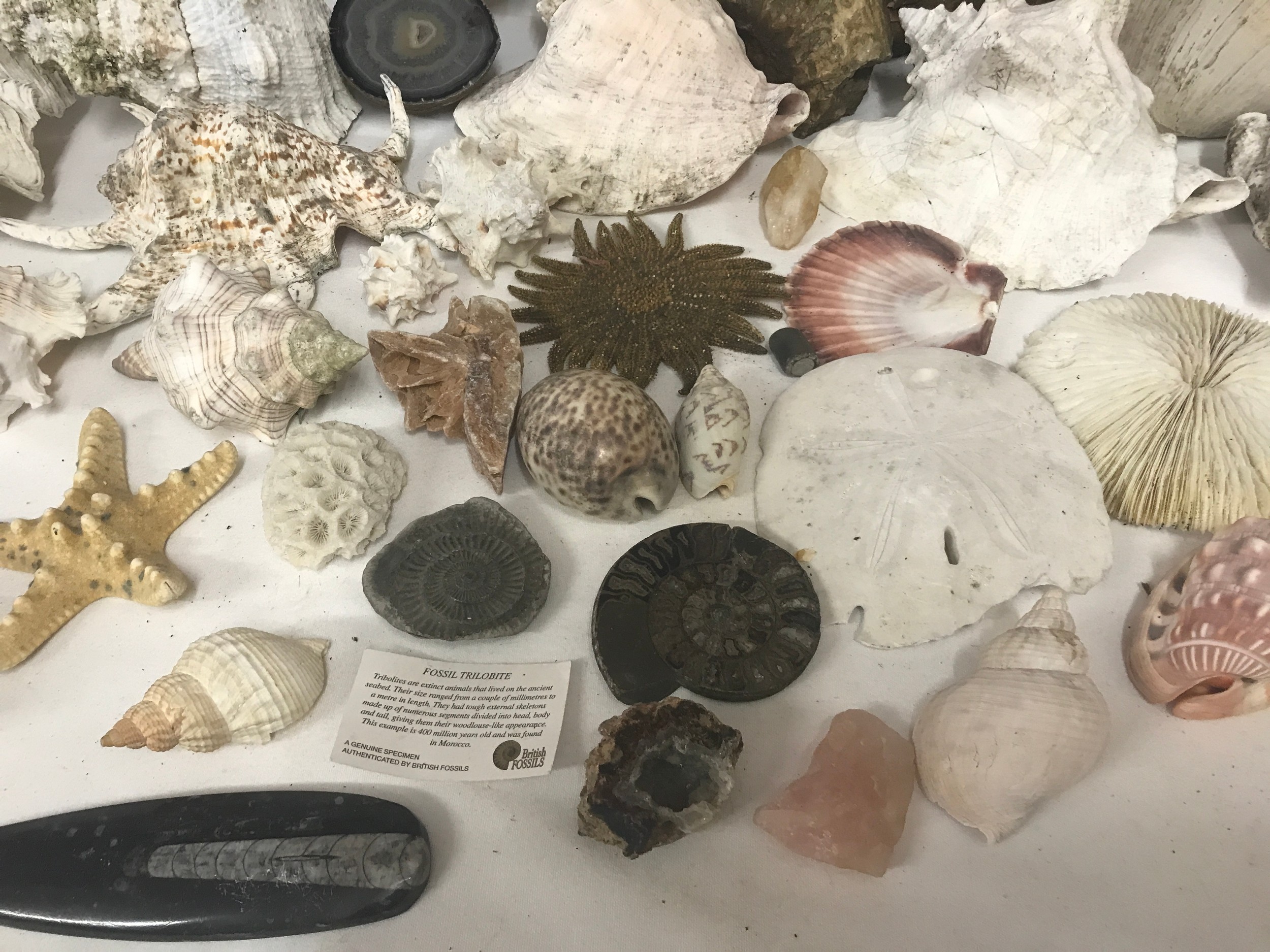 A quantity of fossils, ammonites, seashells, quartz, star fishes etc. No trilobite included. - Image 6 of 6
