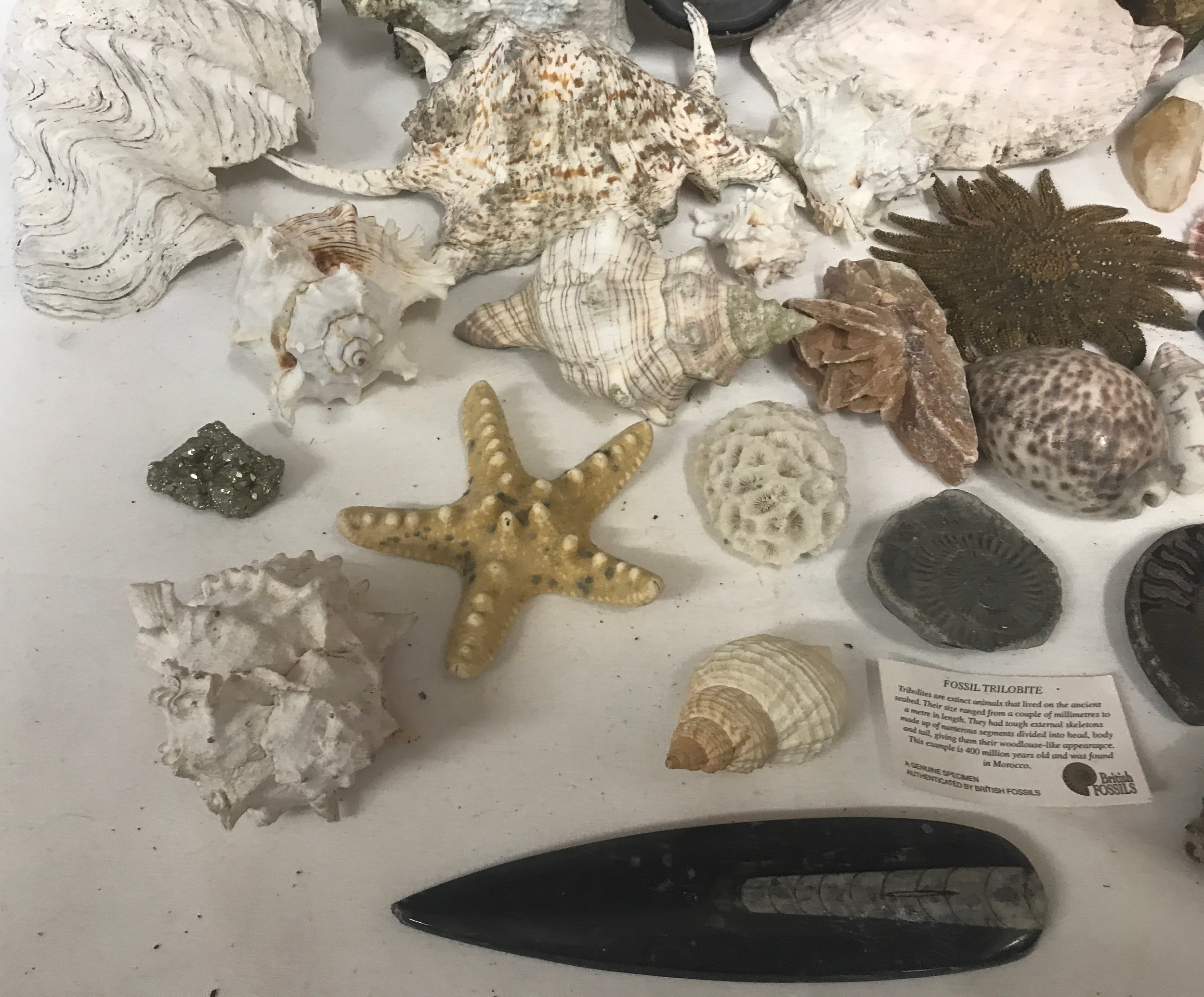 A quantity of fossils, ammonites, seashells, quartz, star fishes etc. No trilobite included. - Image 5 of 6