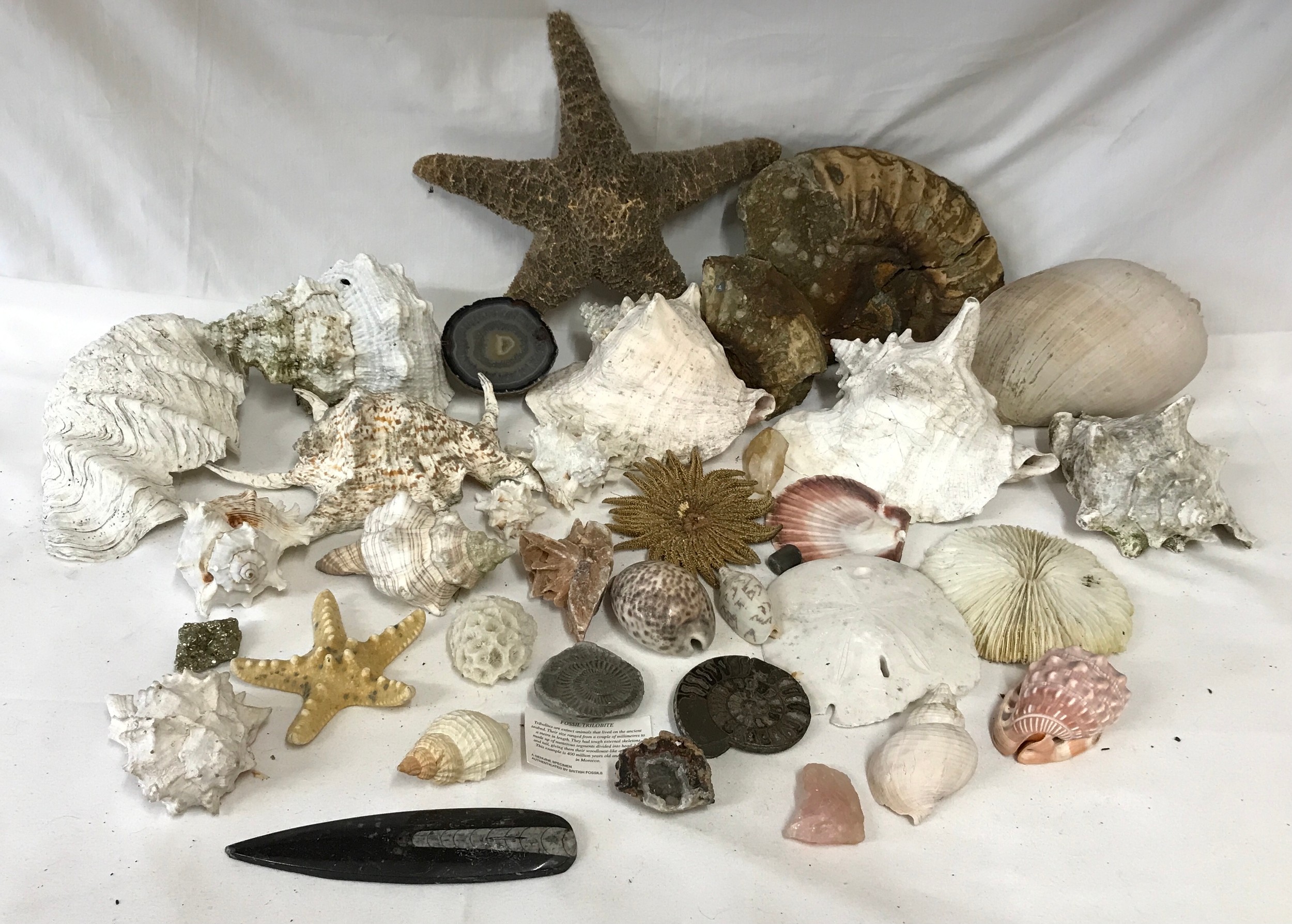 A quantity of fossils, ammonites, seashells, quartz, star fishes etc. No trilobite included.