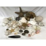 A quantity of fossils, ammonites, seashells, quartz, star fishes etc. No trilobite included.