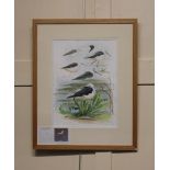 John Davis SWLA (Society of Wildlife Artists), study of a sea bird, 'Sammy' the Black-winged