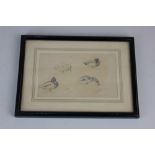 Archibald Thorburn FZS (1860-1935), a framed pencil sketch of mallard ducks, initialled, verso