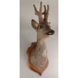 A taxidermy deer head with antlers in felt phase, mounted on a wooden plaque approx 70cm high