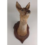 A taxidermy deer head mounted on a wooden shield approx 53cm high