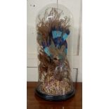 A Victorian taxidermic Roller bird with naturalistic setting in glass display dome with wooden base,