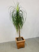 A LARGE POTTED SPIDER PLANT - OVERALL HEIGHT 200CM.