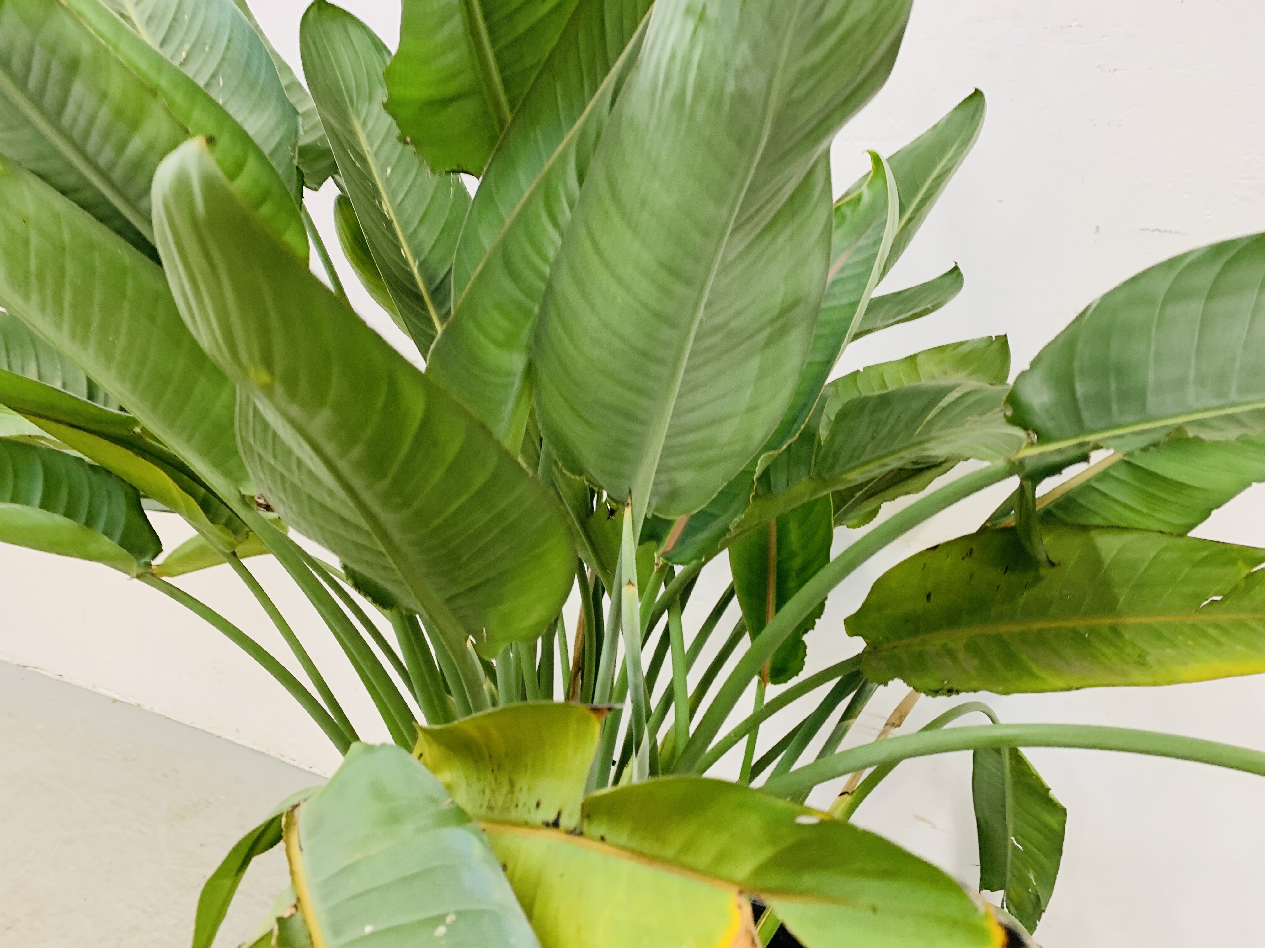 A LARGE POTTED PLANT - OVERALL HEIGHT 140CM. - Image 3 of 5