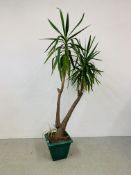 A LARGE POTTED YUCCA PLANT - OVERALL HEIGHT 220CM.