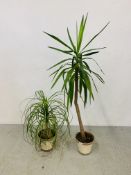 A POTTED YUCCA PLANT AND SPIDER PLANT