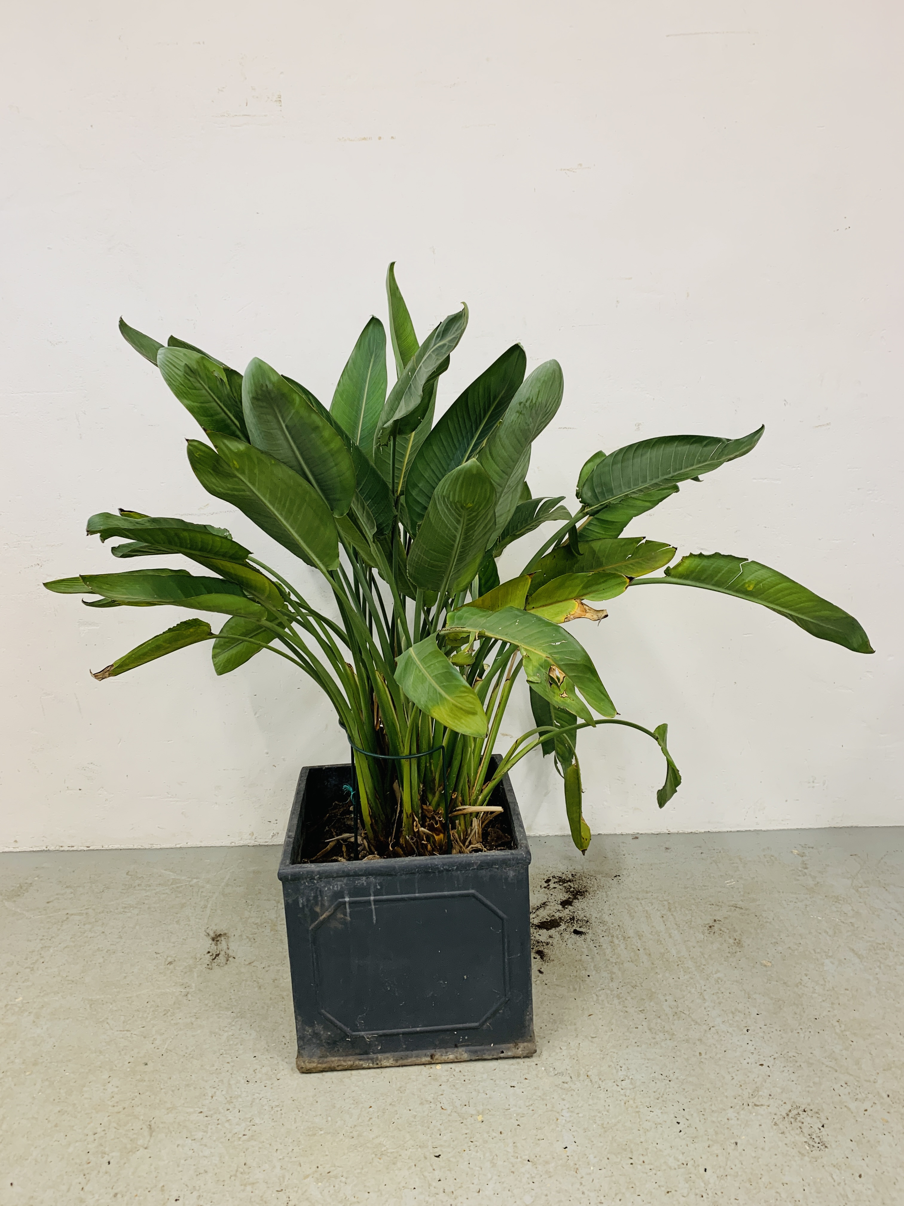 A LARGE POTTED PLANT - OVERALL HEIGHT 140CM.