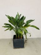 A LARGE POTTED PLANT - OVERALL HEIGHT 140CM.