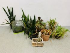 A GROUP OF SEVEN POTTED HOUSE PLANTS AND LEADED GLASS TERRARIUM.