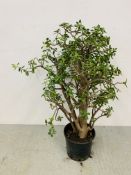 A LARGE POTTED MONEY TREE PLANT - OVERALL HEIGHT 120CM.