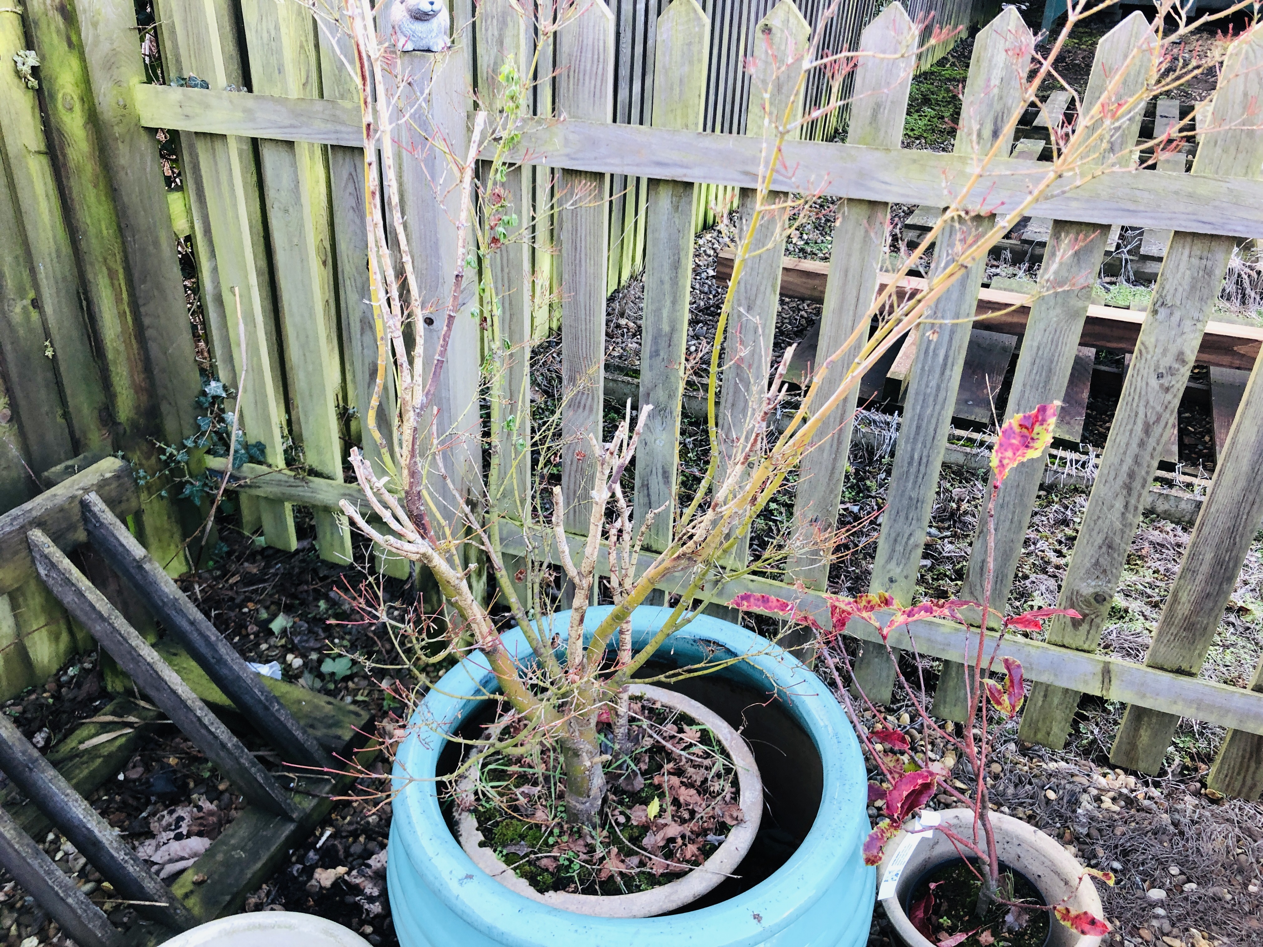 20 GLAZED FLOWER POTS AND PLANTERS AND 3 OTHER PLASTIC POTS CONTAINING PLANTS TO INCLUDE A PHOTINIA - Image 3 of 6