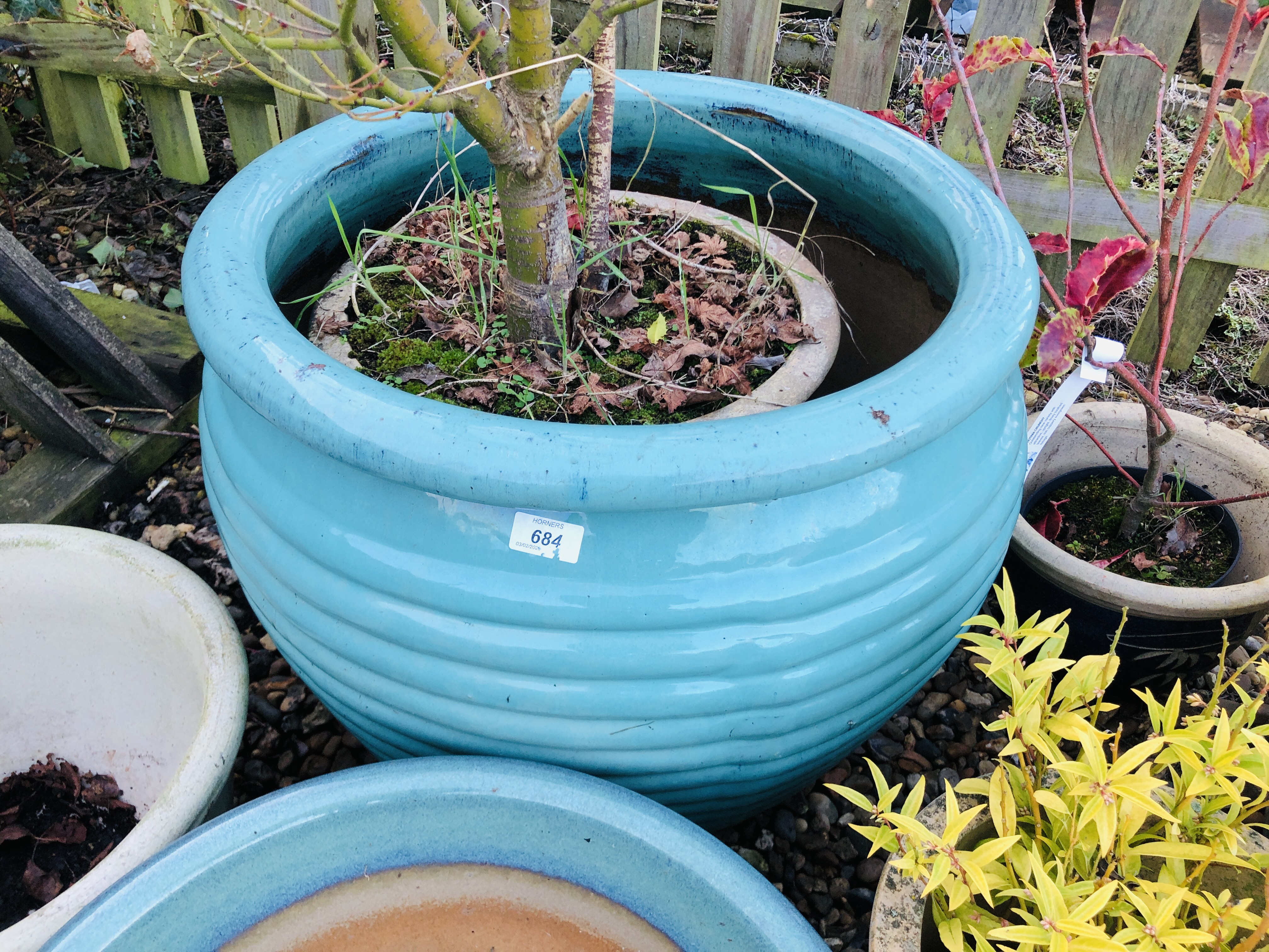 20 GLAZED FLOWER POTS AND PLANTERS AND 3 OTHER PLASTIC POTS CONTAINING PLANTS TO INCLUDE A PHOTINIA - Image 2 of 6
