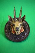 A VINTAGE TAXIDERMY STUDY OF A IBOX MOUNTED ON CARVED MAHOGANY PLAQUE