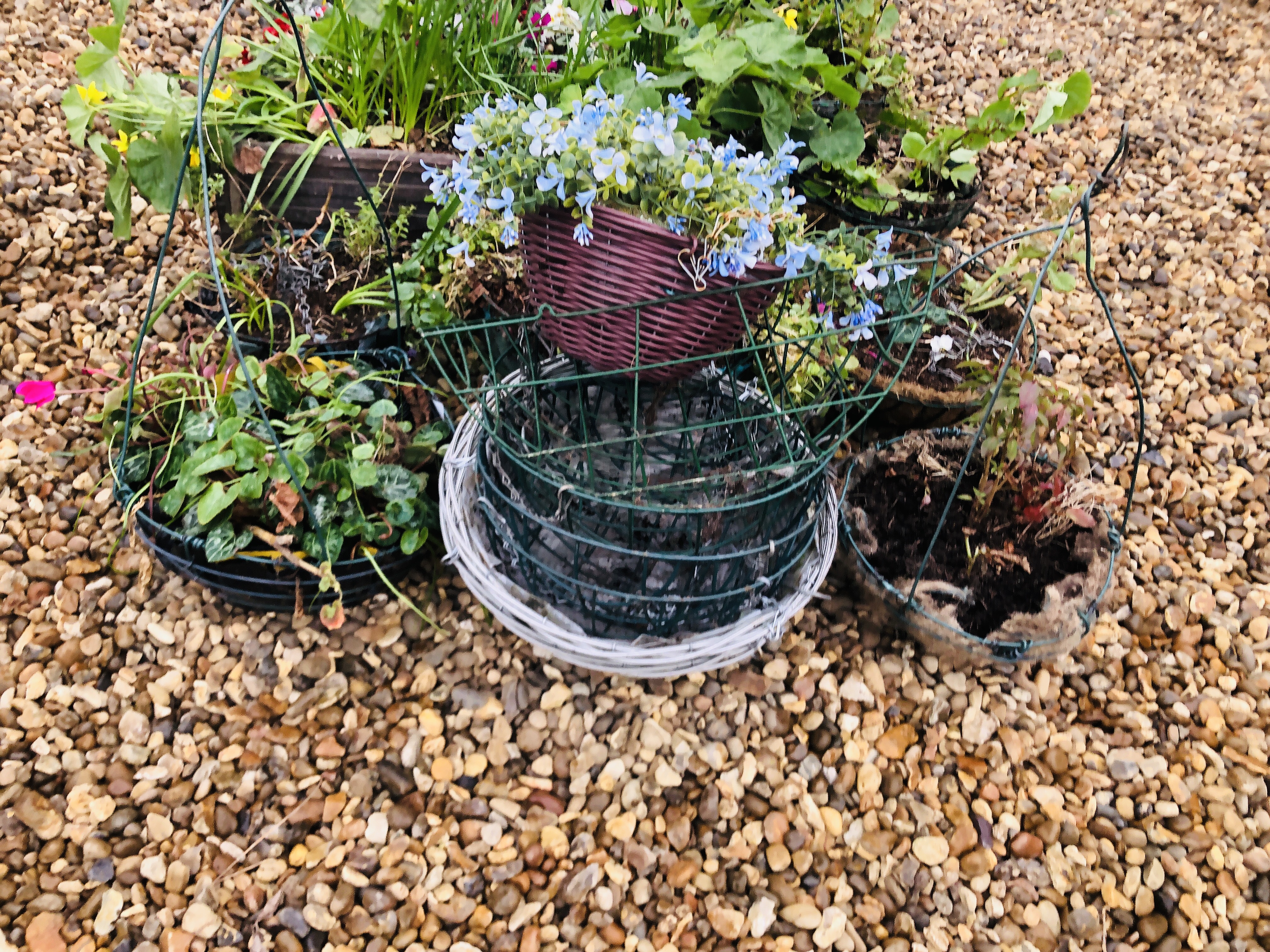 AN ASSORTMENT OF VARIOUS SHAPES AND SIZES POTTED PLANTS TO INCLUDE HANGING BASKETS, TERRACOTTA, - Image 7 of 7