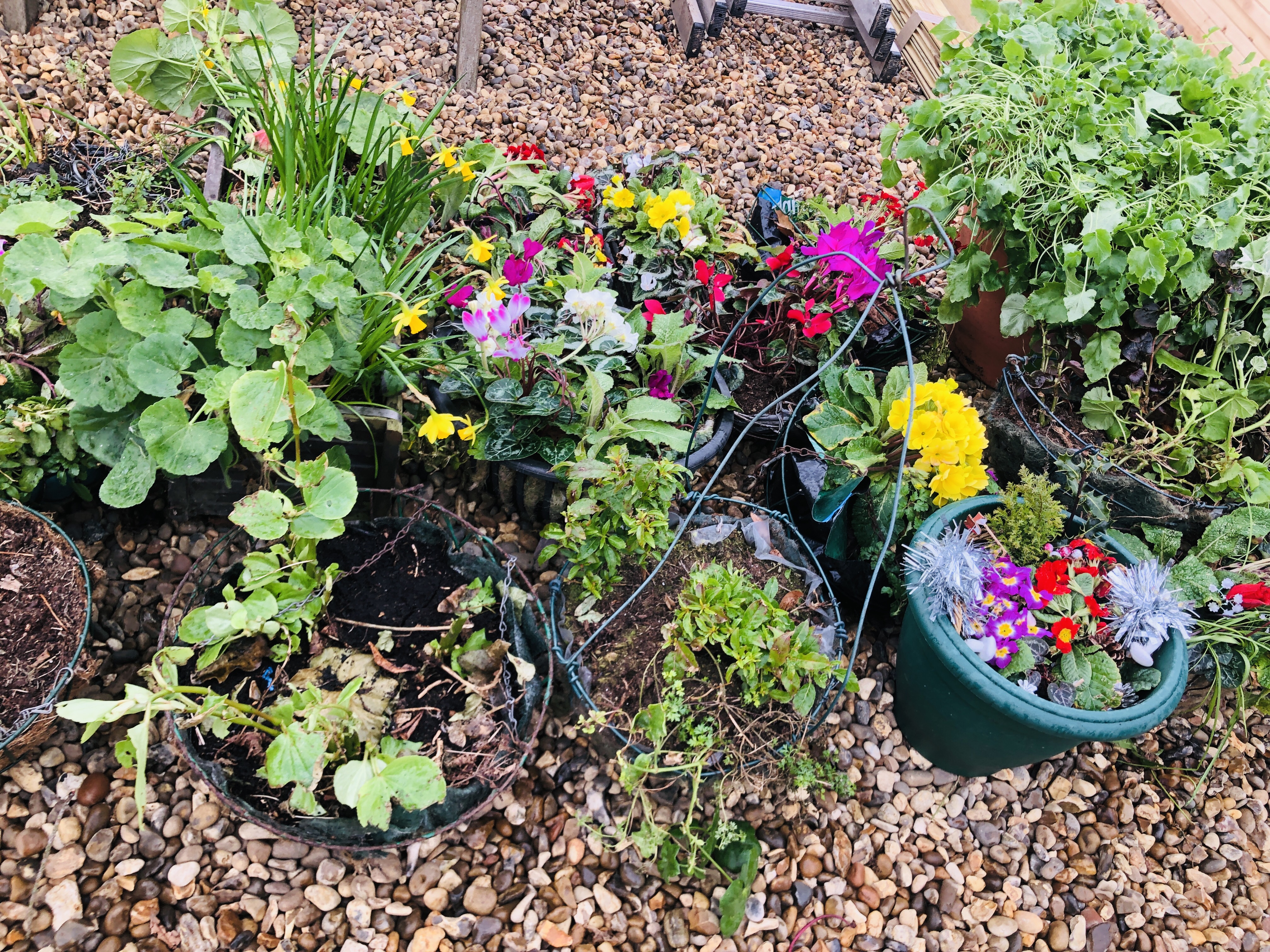 AN ASSORTMENT OF VARIOUS SHAPES AND SIZES POTTED PLANTS TO INCLUDE HANGING BASKETS, TERRACOTTA, - Image 6 of 7