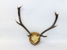 PAIR OF ANTLERS ON A SHIELD