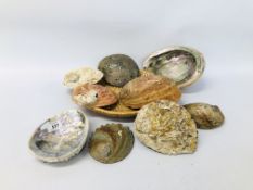 A COLLECTION OF 9 ASSORTED ABALONE SHELLS.