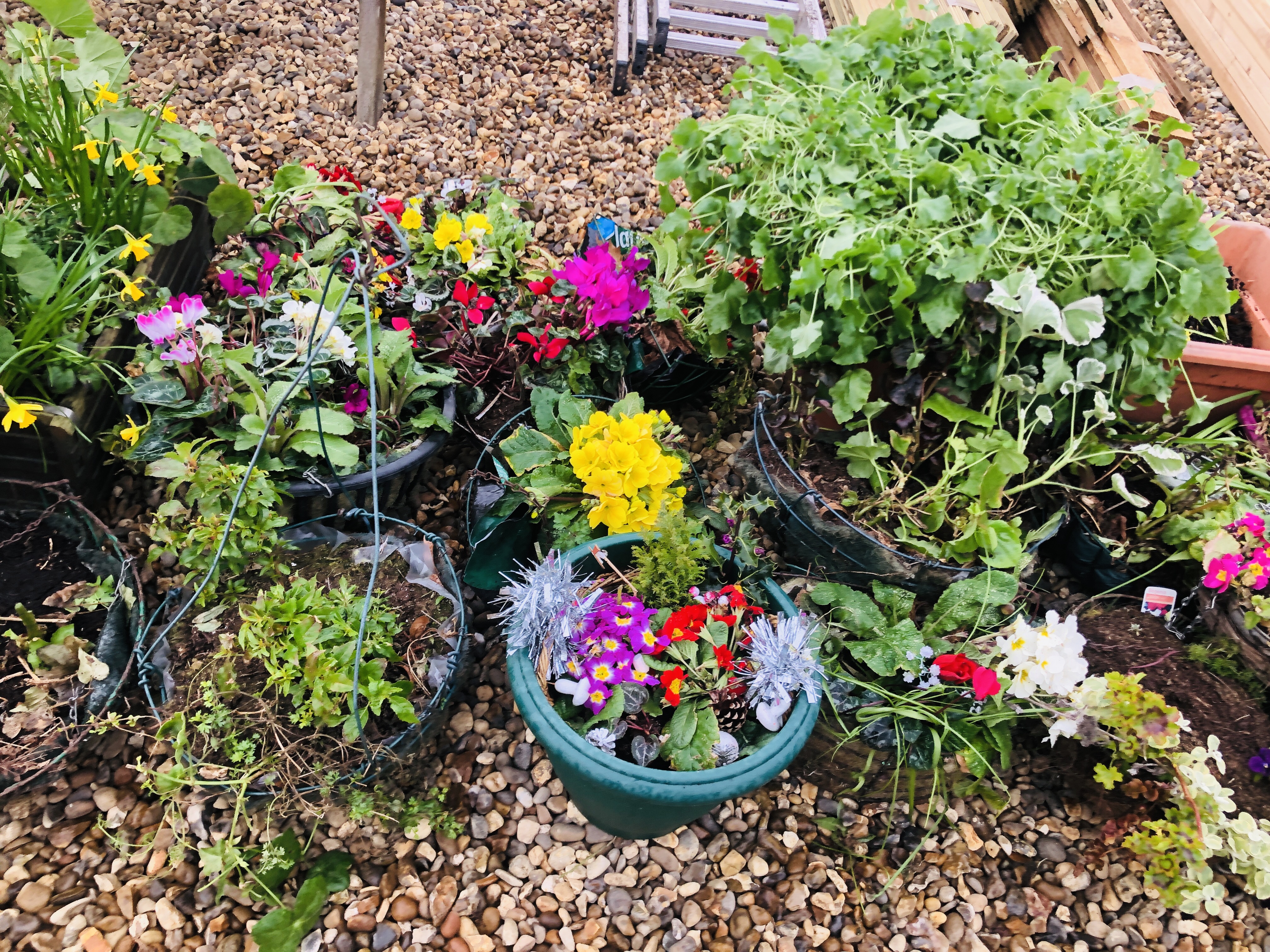 AN ASSORTMENT OF VARIOUS SHAPES AND SIZES POTTED PLANTS TO INCLUDE HANGING BASKETS, TERRACOTTA, - Image 5 of 7