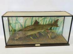 CASED TAXIDERMY STUDY OF A BARBLE DATED 1988 HEIGHT 43CM. LENGTH 85CM. DEPTH 28.5CM.