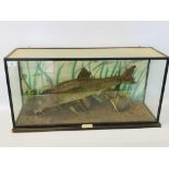 CASED TAXIDERMY STUDY OF A BARBLE DATED 1988 HEIGHT 43CM. LENGTH 85CM. DEPTH 28.5CM.