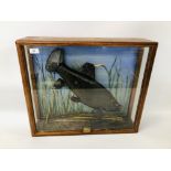 CASED TAXIDERMY STUDY OF A TENCH DATED 1987, HAVING A SILVER NAME PLAQUE HEIGHT 52CM. LENGTH 62CM.