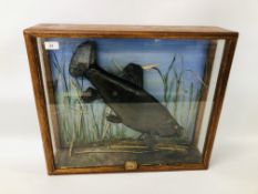 CASED TAXIDERMY STUDY OF A TENCH DATED 1987, HAVING A SILVER NAME PLAQUE HEIGHT 52CM. LENGTH 62CM.