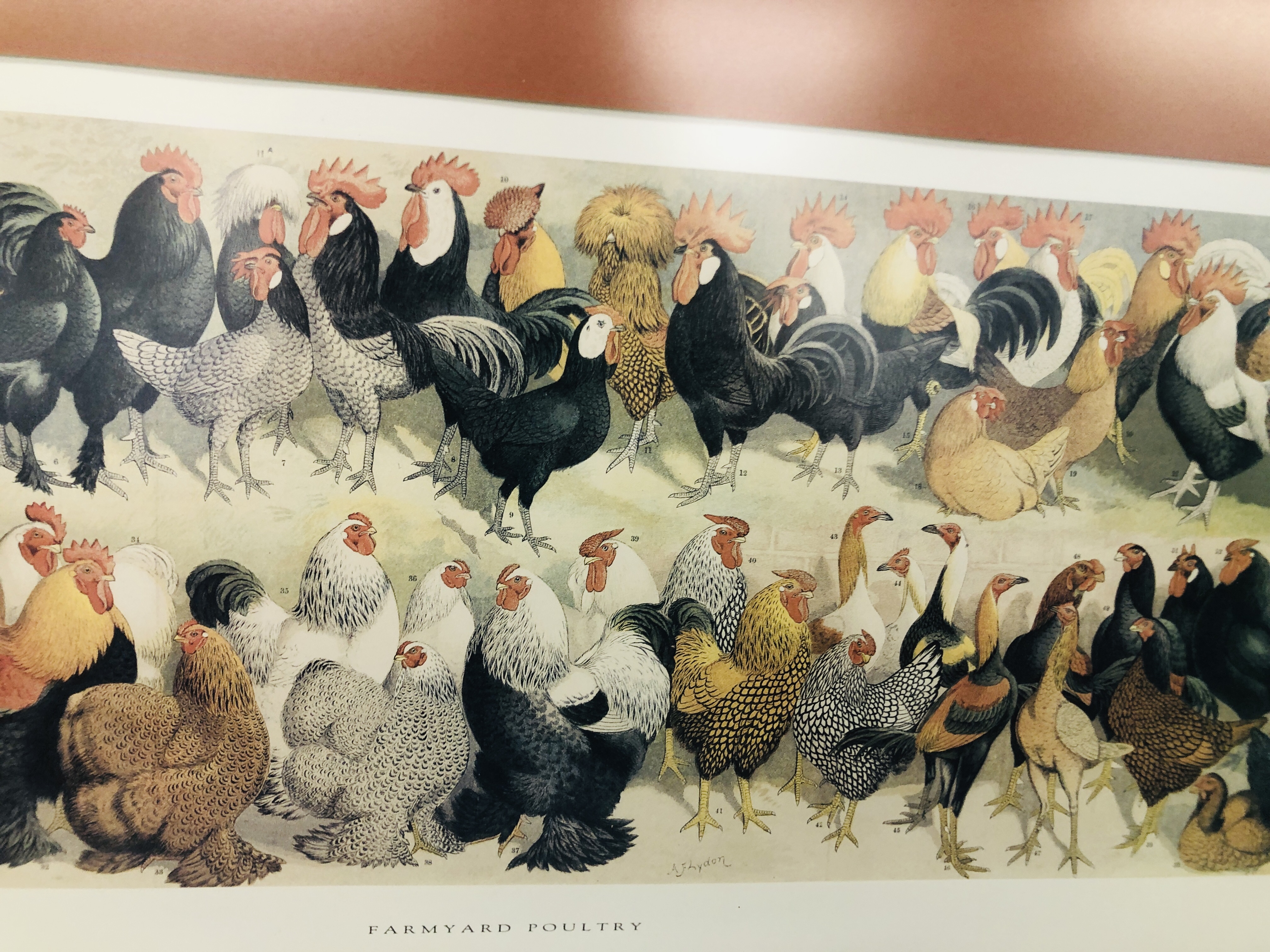 A FARMYARD POULTRY PRINT MOUNTED IN GILT FRAME - Image 3 of 5