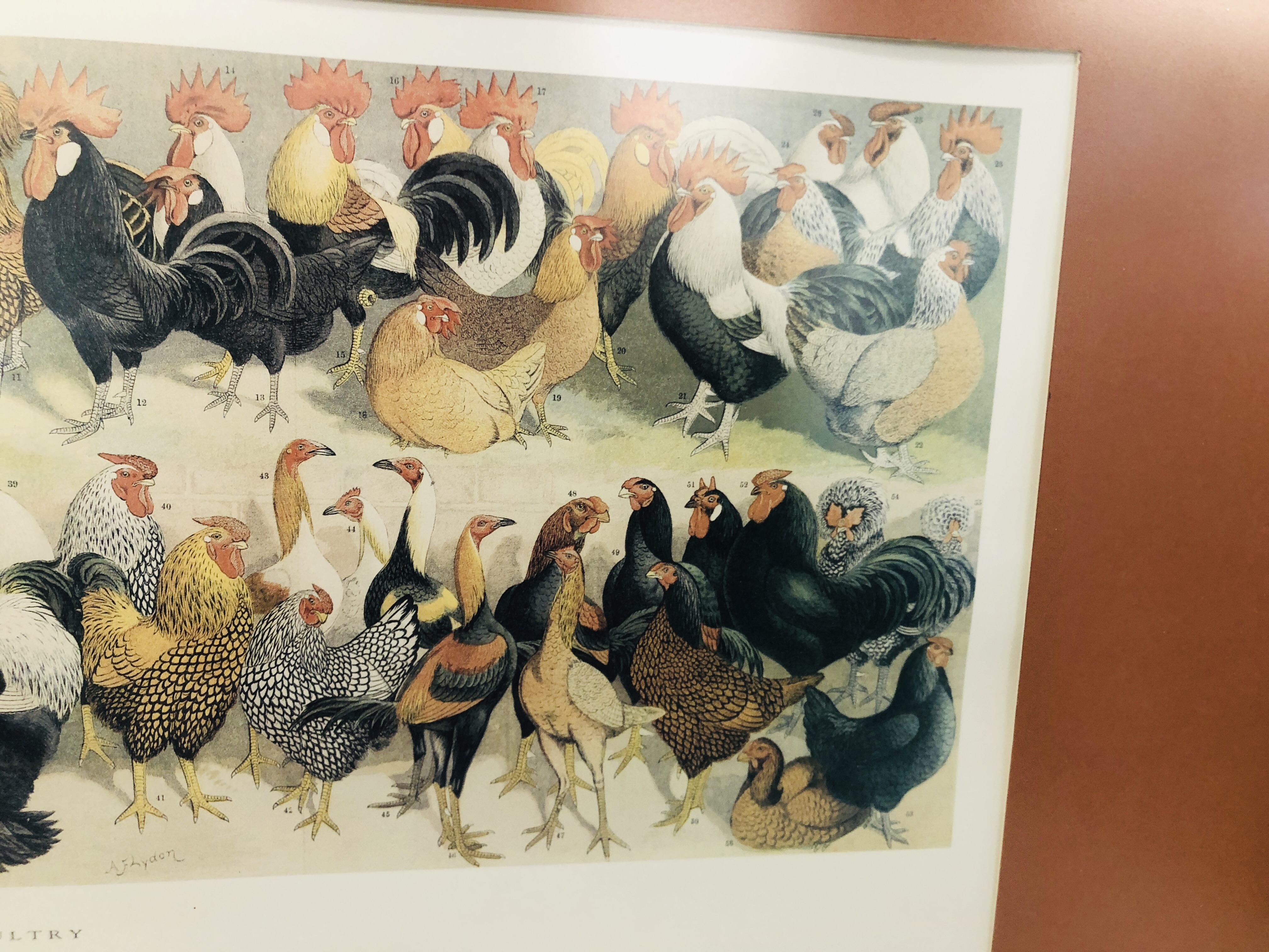 A FARMYARD POULTRY PRINT MOUNTED IN GILT FRAME - Image 4 of 5