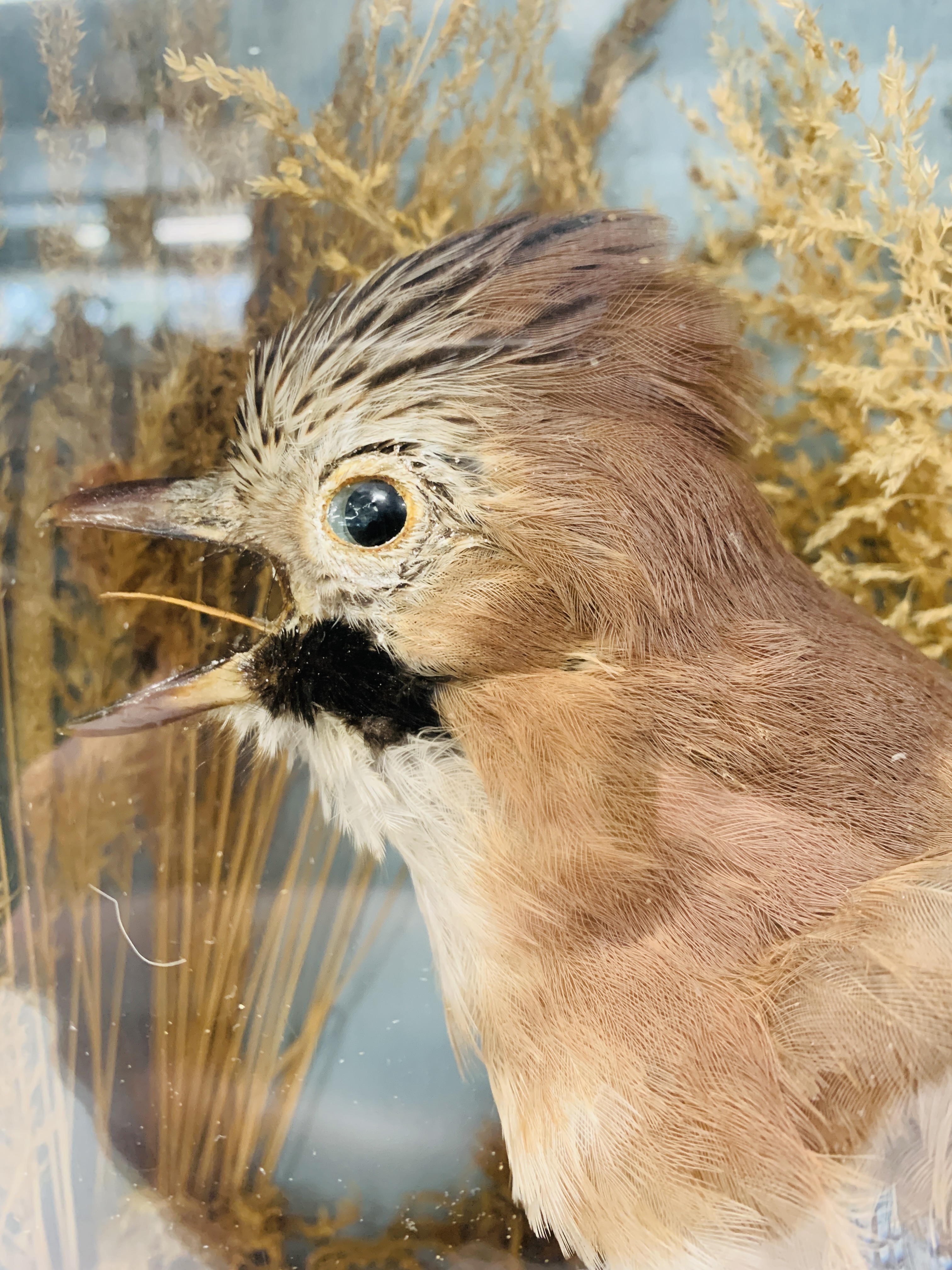 A CASED TAXIDERMY STUDY OF A "JAY" (CASE WIDTH 27CM. HEIGHT 40CM. - Image 3 of 5