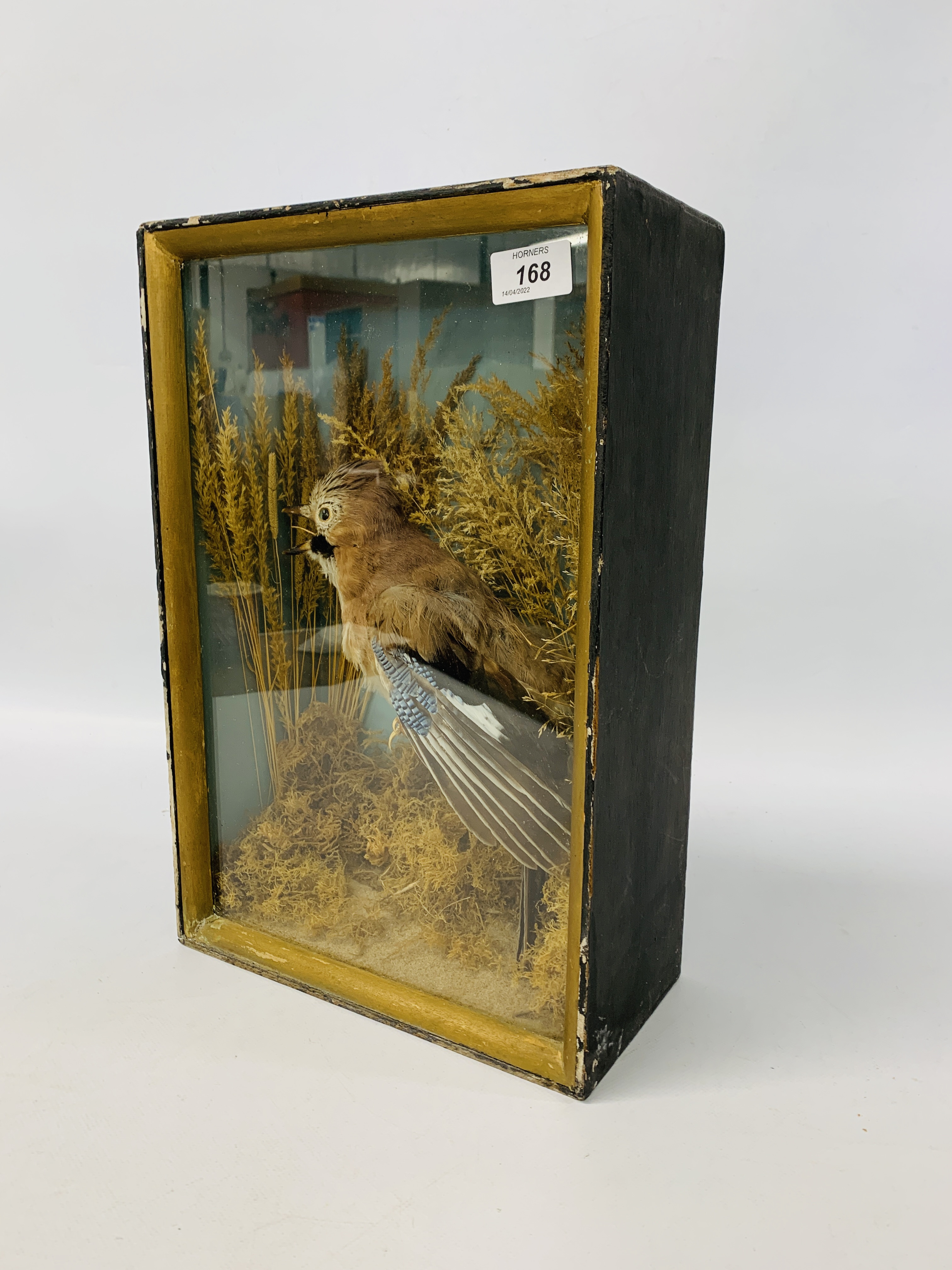 A CASED TAXIDERMY STUDY OF A "JAY" (CASE WIDTH 27CM. HEIGHT 40CM. - Image 5 of 5