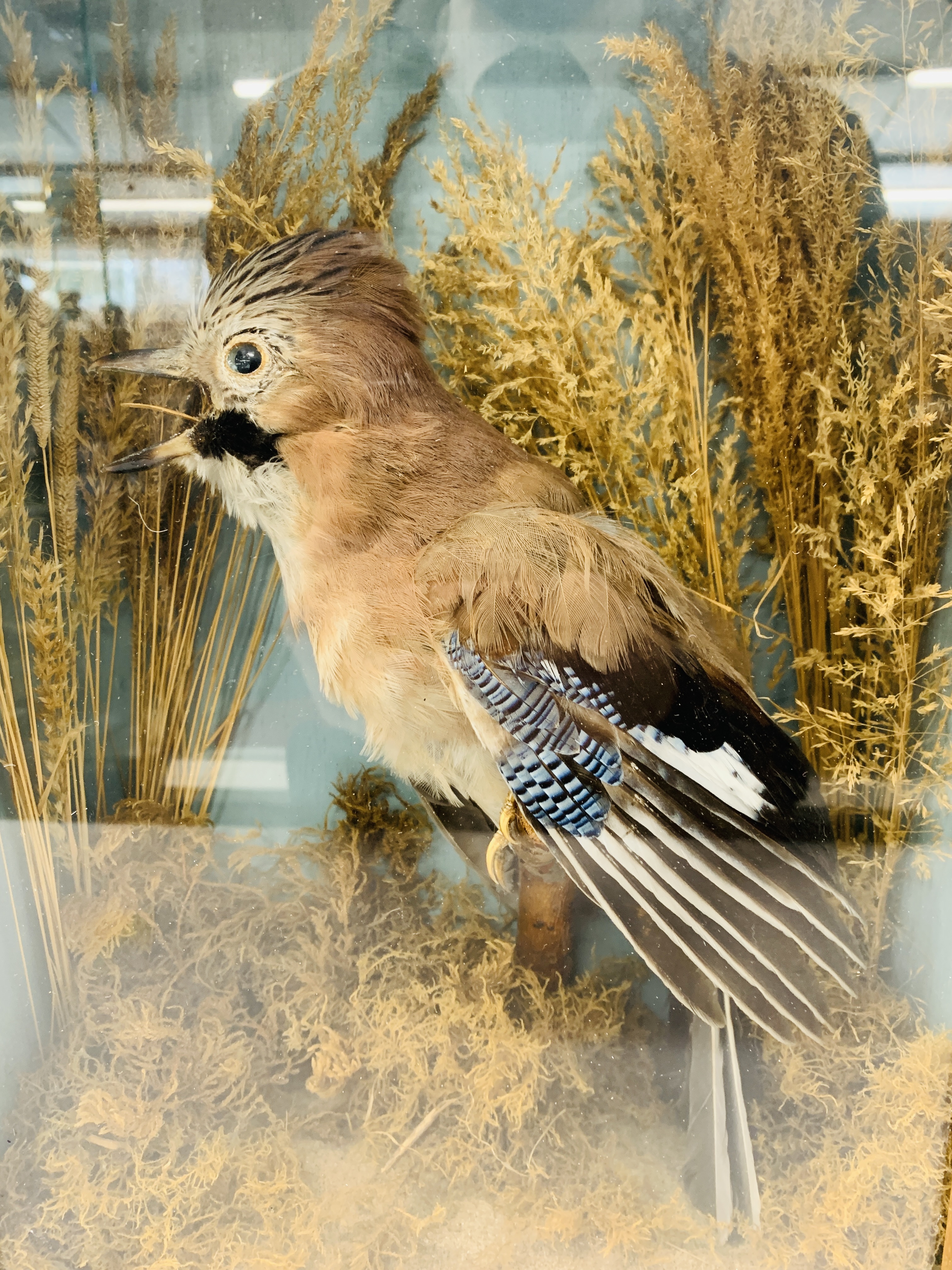 A CASED TAXIDERMY STUDY OF A "JAY" (CASE WIDTH 27CM. HEIGHT 40CM. - Image 2 of 5