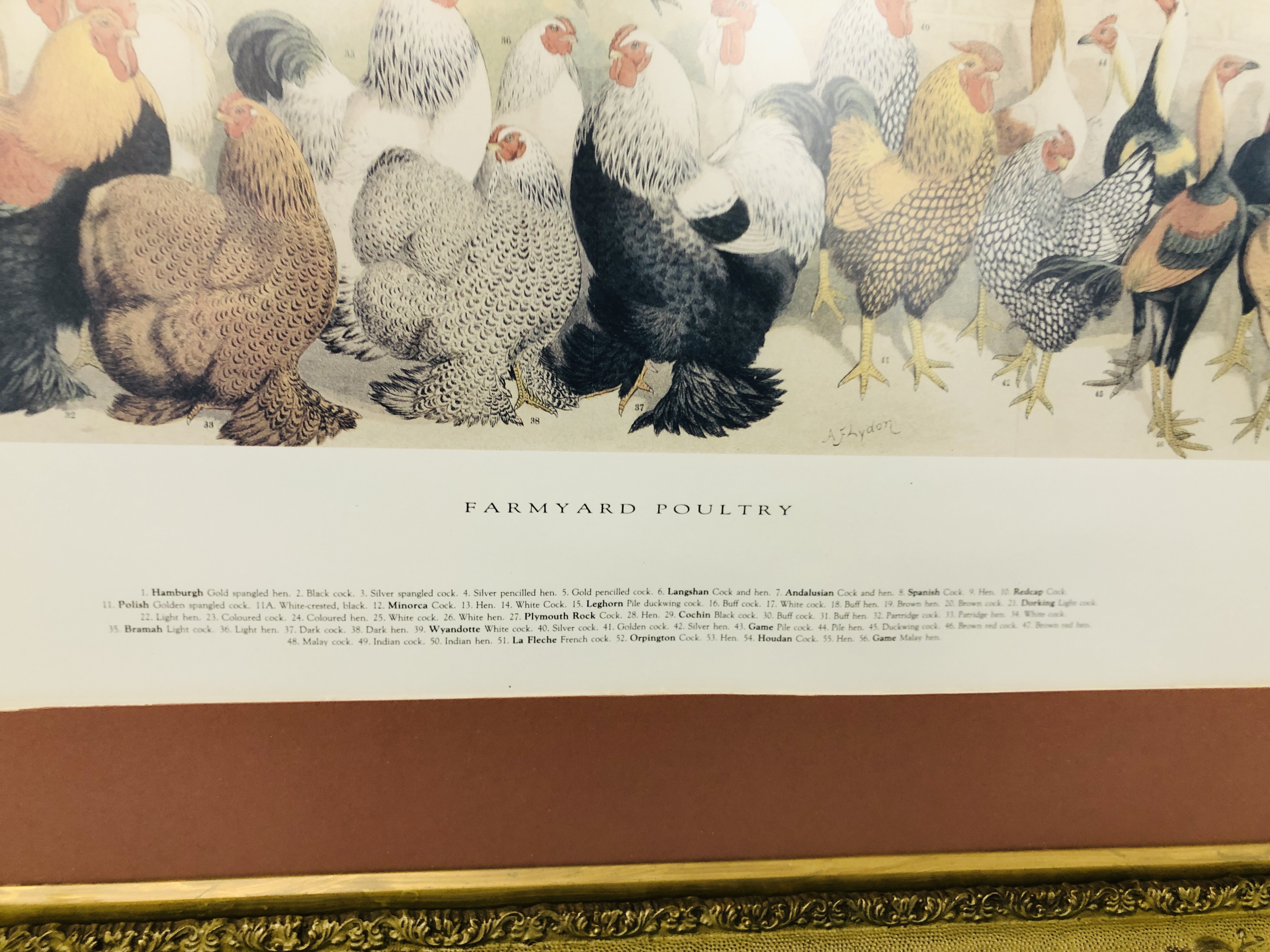 A FARMYARD POULTRY PRINT MOUNTED IN GILT FRAME - Image 5 of 5