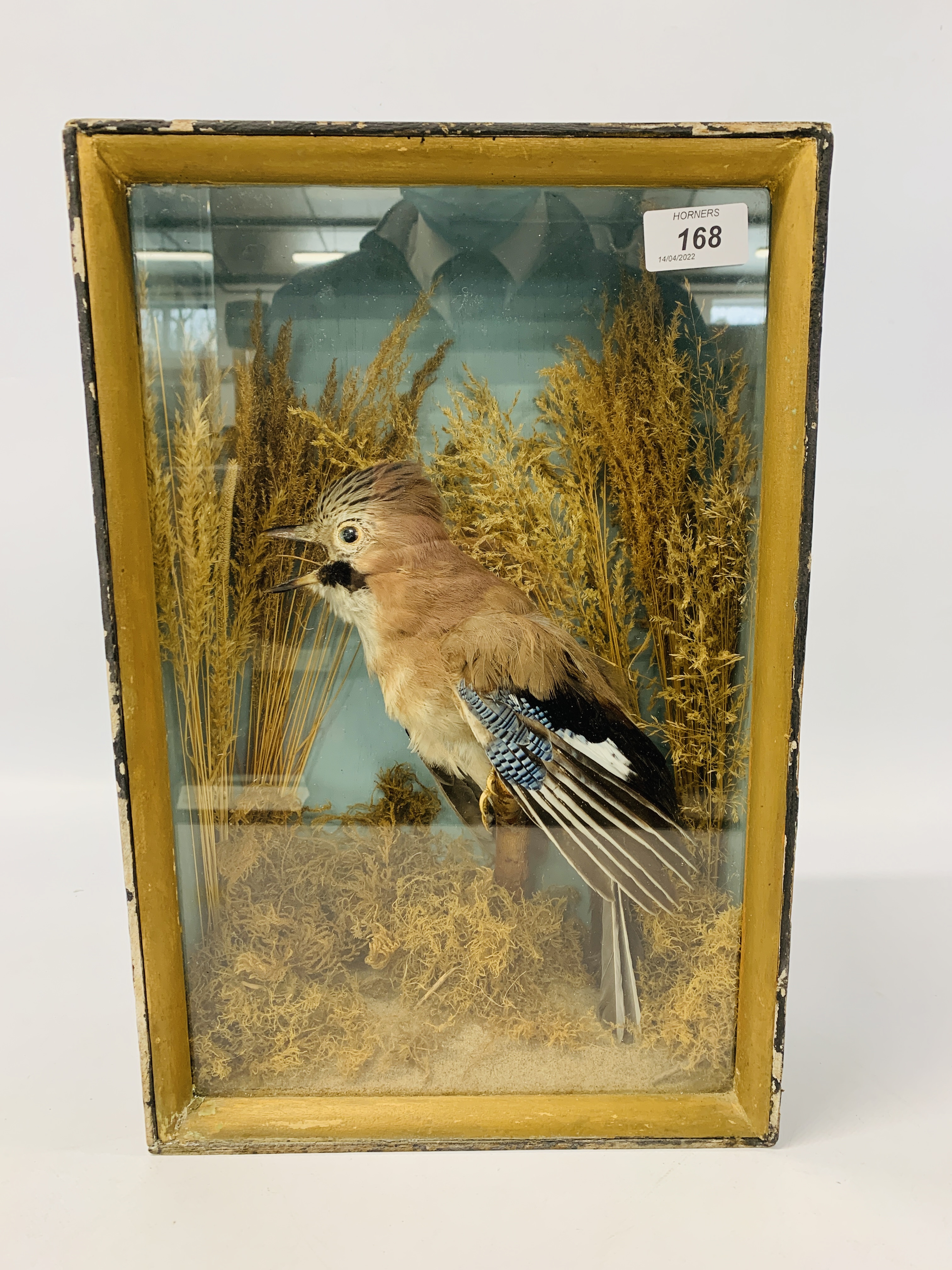 A CASED TAXIDERMY STUDY OF A "JAY" (CASE WIDTH 27CM. HEIGHT 40CM.