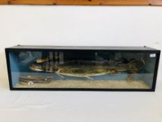 A CASED TAXIDERMY STUDY OF A "PIKE" (CASE WIDTH 114CM. HEIGHT 34CM.