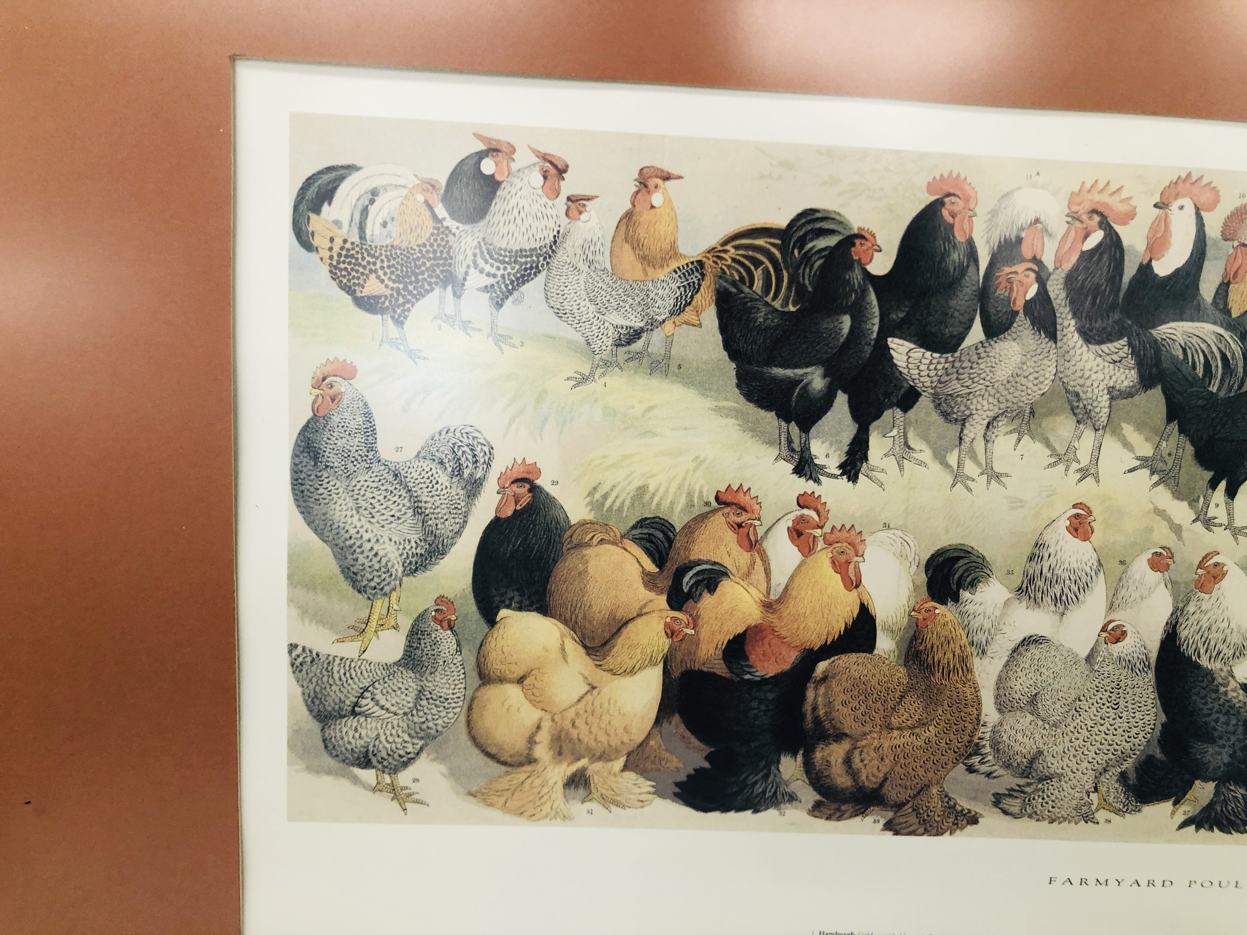 A FARMYARD POULTRY PRINT MOUNTED IN GILT FRAME - Image 2 of 5