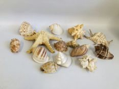 A COLLECTION OF 14 MIXED DECORATIVE SHELLS.