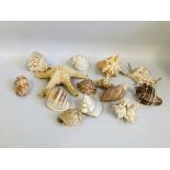 A COLLECTION OF 14 MIXED DECORATIVE SHELLS.