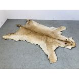 LION SKIN RUG C.1930 LENGTH 216CM. (TIP OF TAIL TO NOSE) WIDTH 158CM.