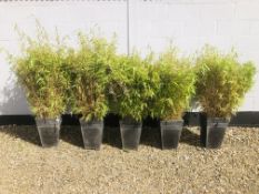 FIVE SQUARE PLASTIC PLANTERS CONTAINING BAMBOO PLANTS, POT SIZE 30 X 30 X 45CM.