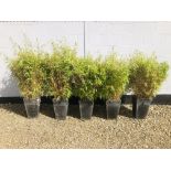 FIVE SQUARE PLASTIC PLANTERS CONTAINING BAMBOO PLANTS, POT SIZE 30 X 30 X 45CM.