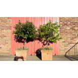 TWO LARGE BAY TREES IN SQUARE TERRACOTTA PLANTERS OVERALL HEIGHT 1.65M.