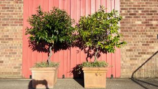 TWO LARGE BAY TREES IN SQUARE TERRACOTTA PLANTERS OVERALL HEIGHT 1.65M.