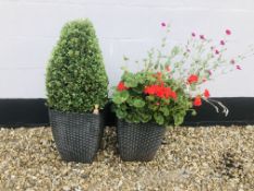TWO RATTAN STYLE PLASTIC SQUARE PLANTERS ONE CONTAINING BOX HEDGE PLANT THE OTHER PELARGONIUM 30 X