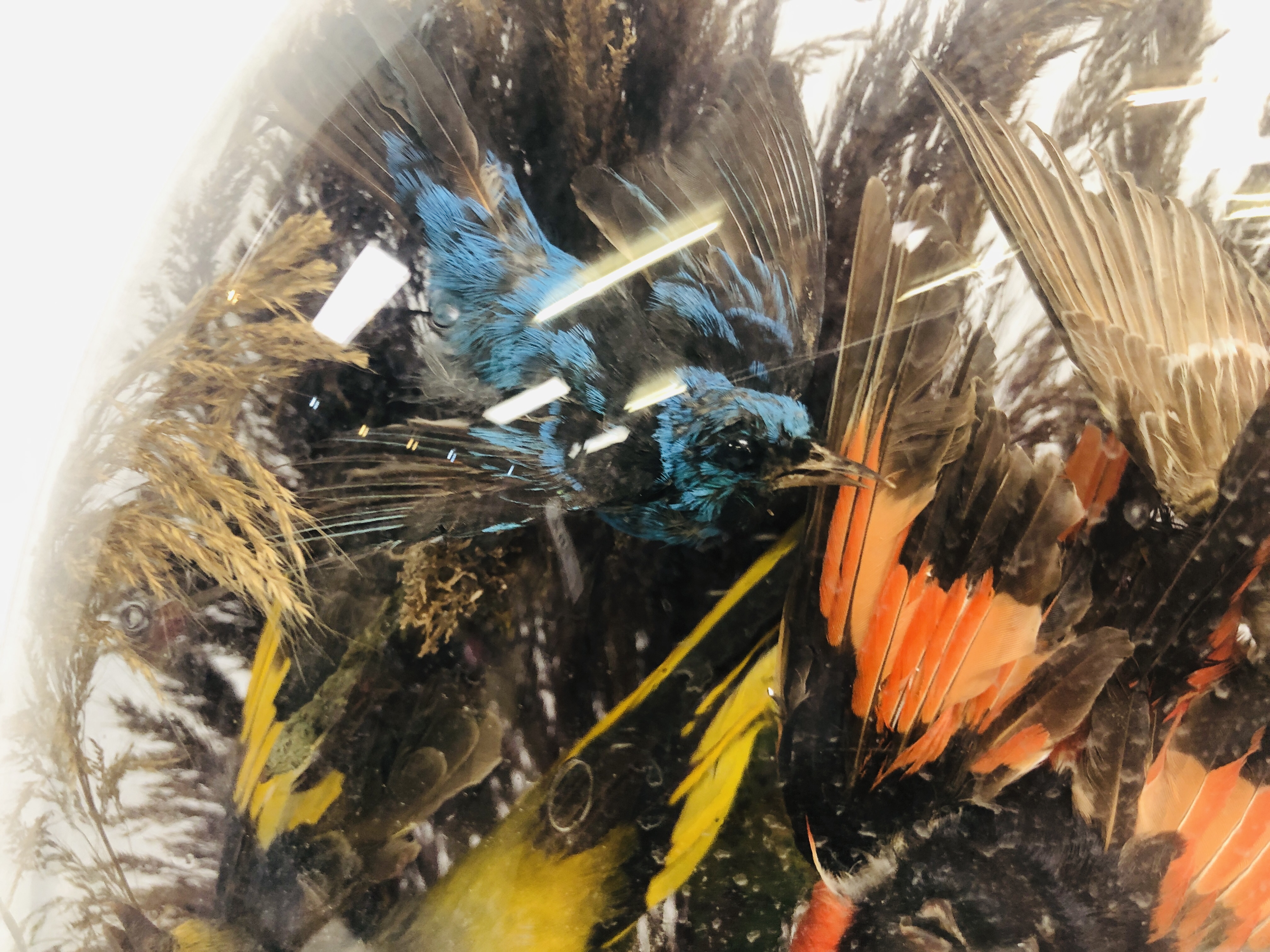 VICTORIAN TAXIDERMY DISPLAY OF EXOTIC BIRDS PRESENTED UNDER A GLASS DOME (8 BIRDS) H 50CM. - Image 3 of 11
