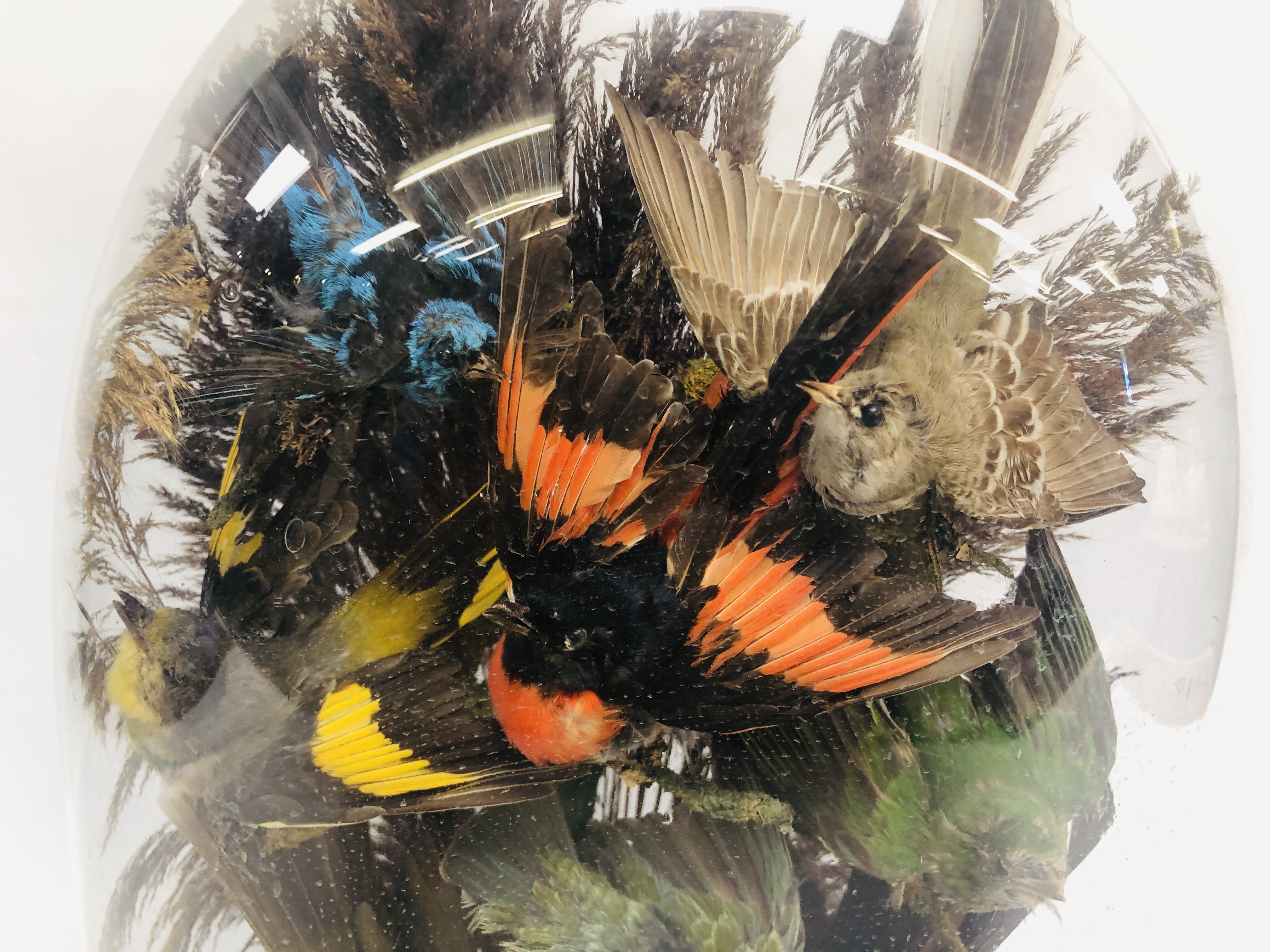 VICTORIAN TAXIDERMY DISPLAY OF EXOTIC BIRDS PRESENTED UNDER A GLASS DOME (8 BIRDS) H 50CM. - Image 2 of 11